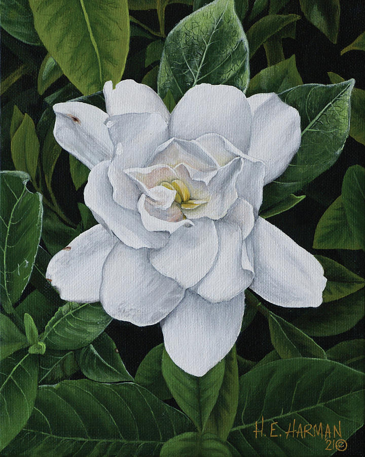 Gardenia Painting by Heather E Harman