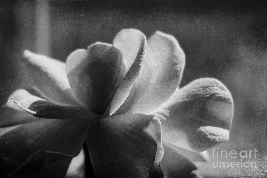 Gardenia-in The Shadows  Bw Photograph