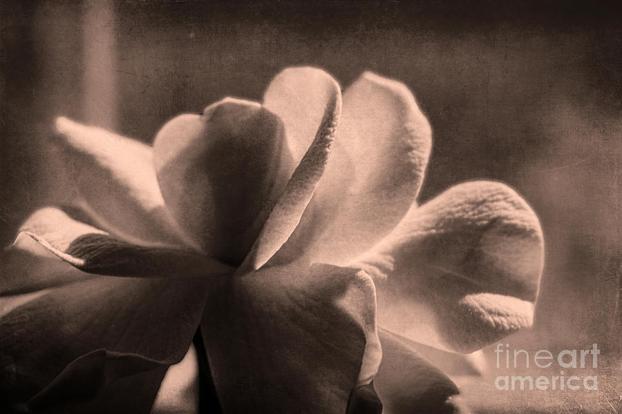 Gardenia-in The Shadows  Sepia Photograph