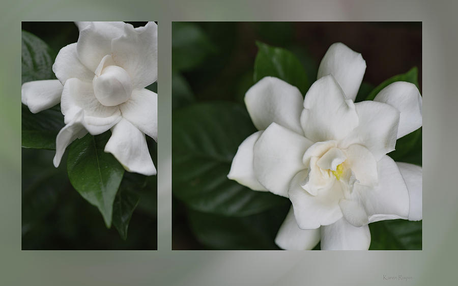 Flower Photograph - Gardenia by Phil And Karen Rispin