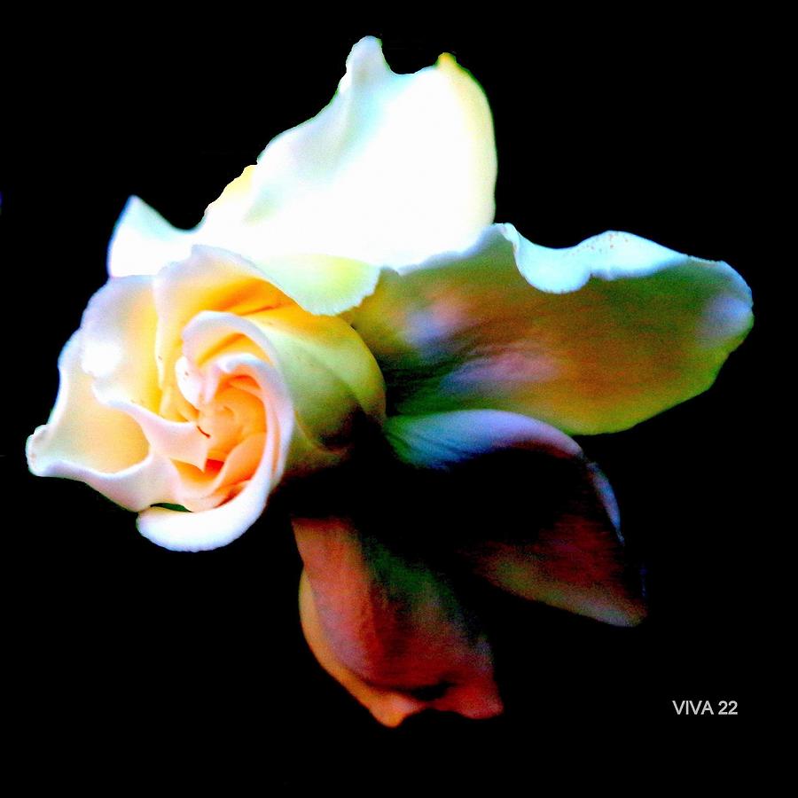Gardenia-surreal Photograph by VIVA Anderson