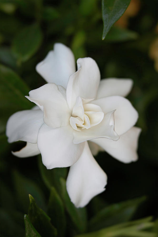 Gardenia Vertical Photograph by Teresa Wilson