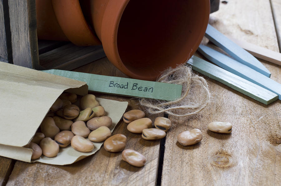 Gardening - Broad Bean Seeds Photograph by Space-monkey-pics