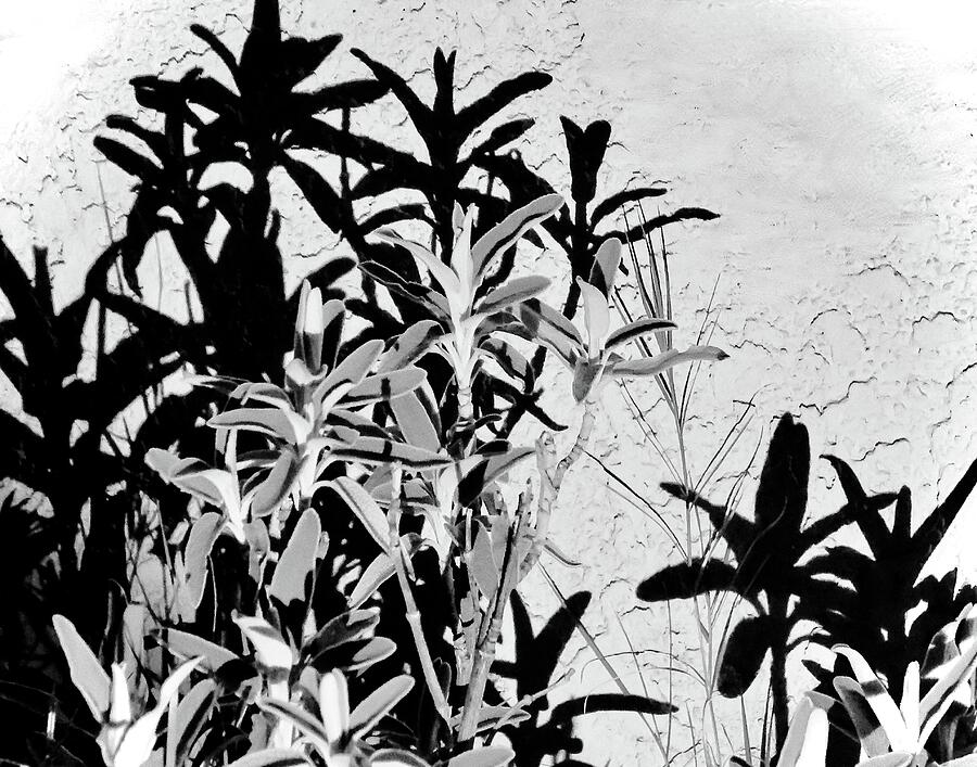 Black And White Photograph - Gardening By Flashlight BW by Bonnie See