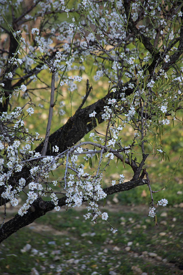 Gardens in bloom Photograph by Catalina Lira | Fine Art America