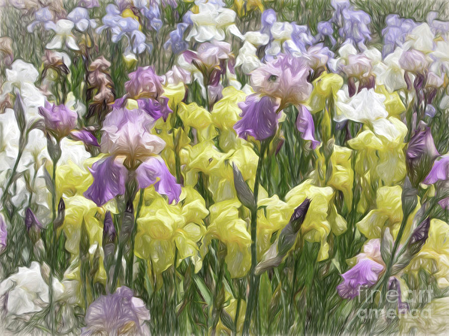 Gardens of Iris Photograph by Barbara McMahon - Fine Art America