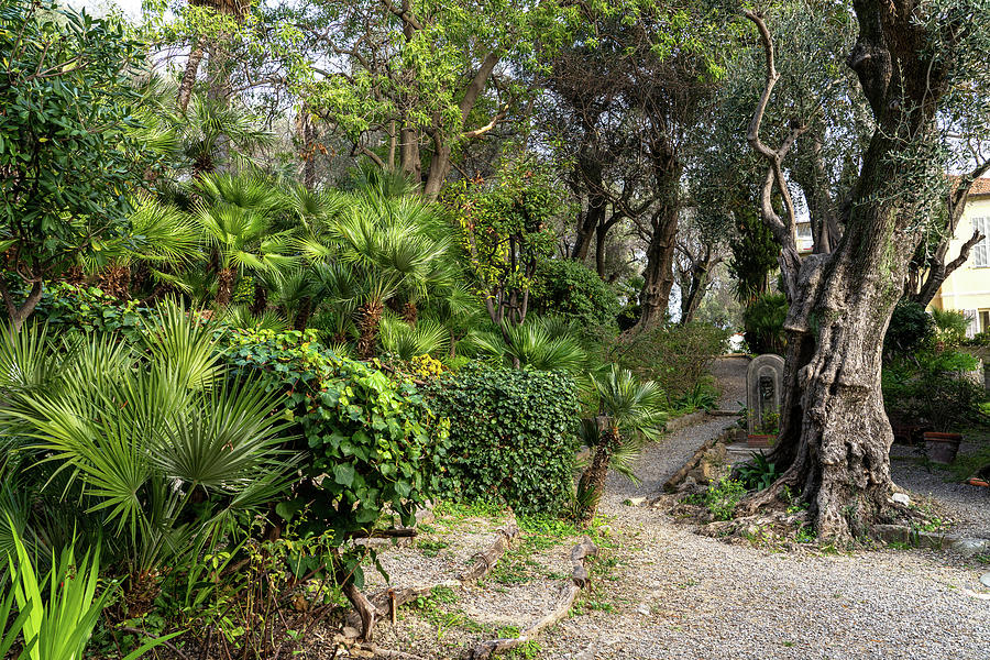 Gardens of Villa Pompeo Mariani - Bordighera - Italy 1 Photograph by Jenny Rainbow