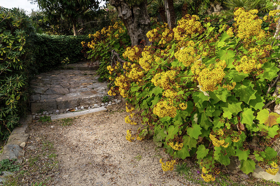 Gardens of Villa Pompeo Mariani - Bordighera - Italy 6 Photograph by Jenny Rainbow