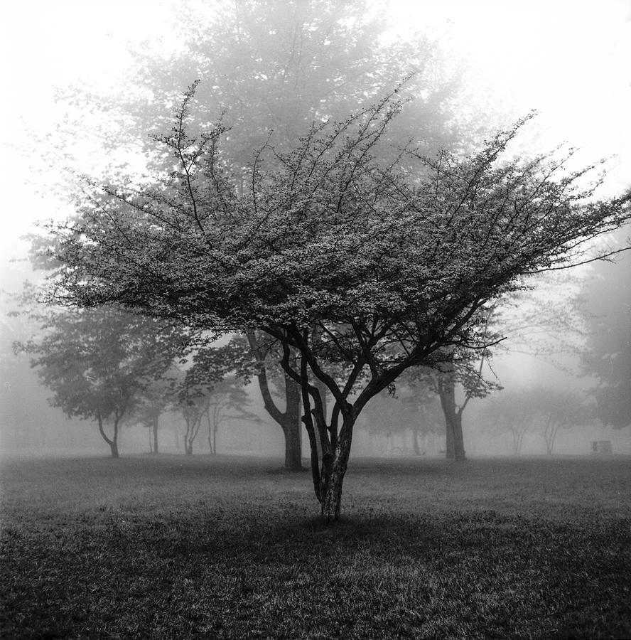 Garfield Park Trees in the Morning Mist  Photograph by Randall Nyhof