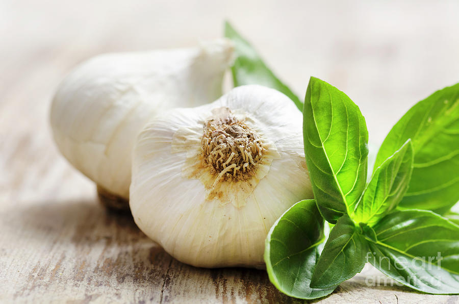 Garlic and basil Photograph by Jelena Jovanovic