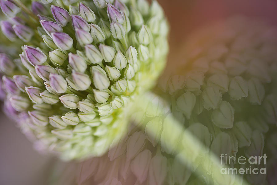 Garlic Bloom Soft Memory Digital Art by Joy Watson