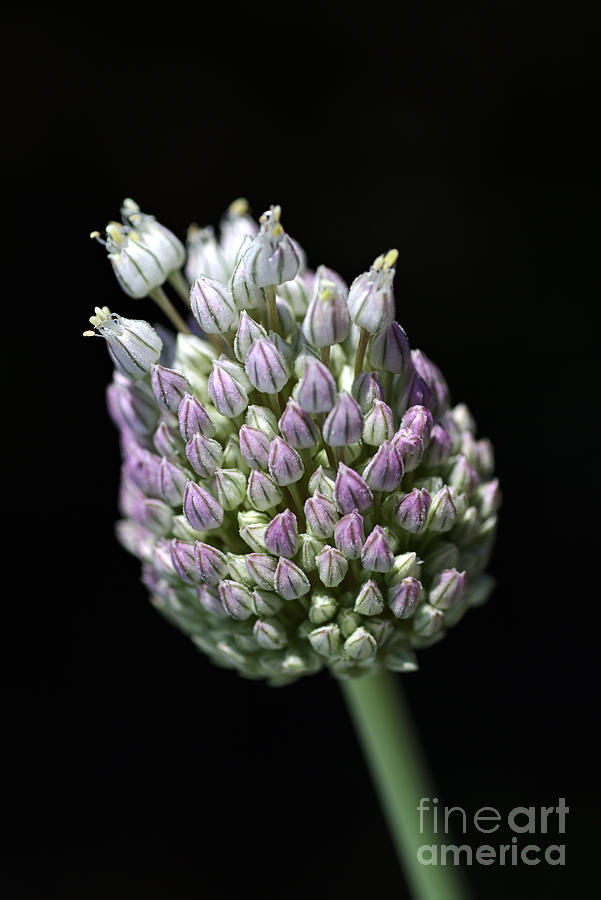 Nature Photograph - Garlic Bud by Joy Watson