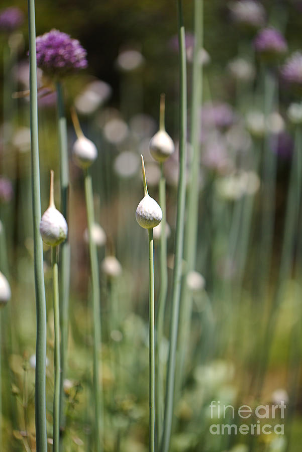 Garlic Buds Of Plenty Photograph by Joy Watson