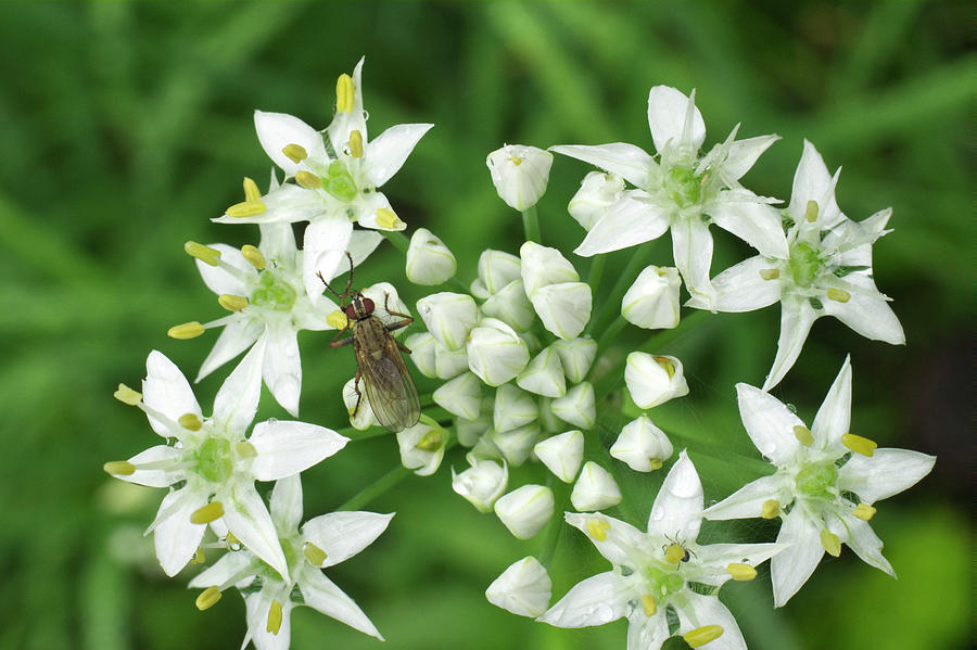 Garlic Chive with Fly Photograph by Iris Richardson