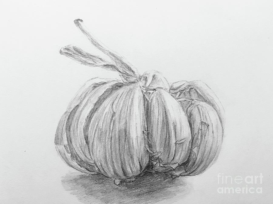 Garlic Drawing  Drawing by Lavender Liu