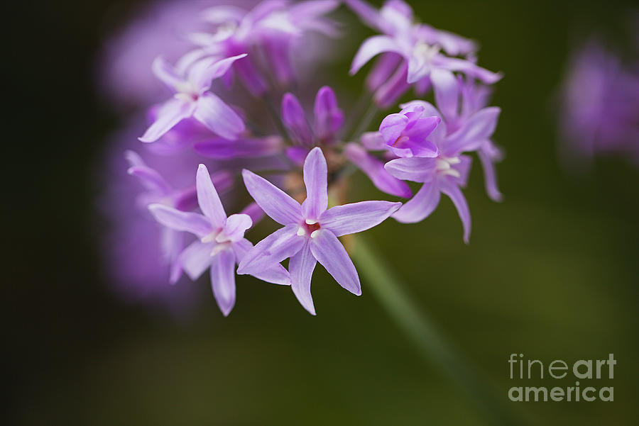 Flower Photograph - Garlic Flower Toxic by Joy Watson