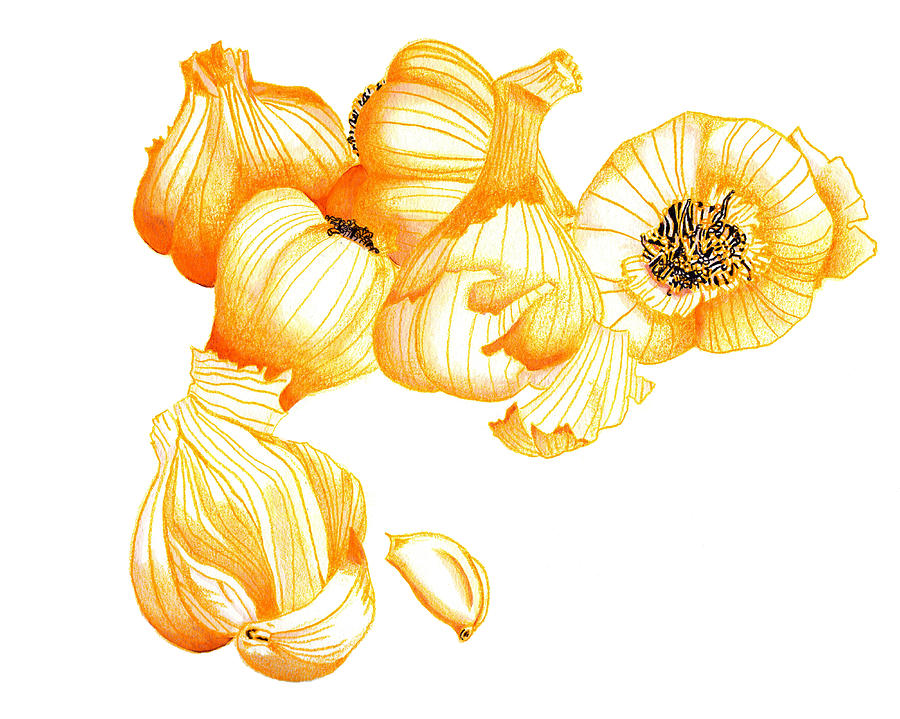 Still Life Drawing - Garlic for My Mother by Jamie Gatewood