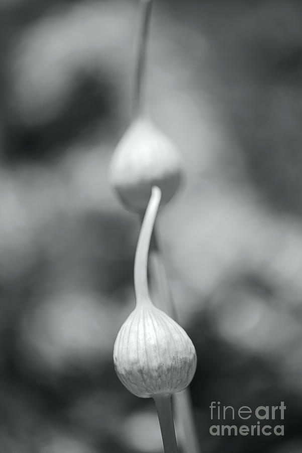 Garlic Heads Curves BW Photograph by Joy Watson