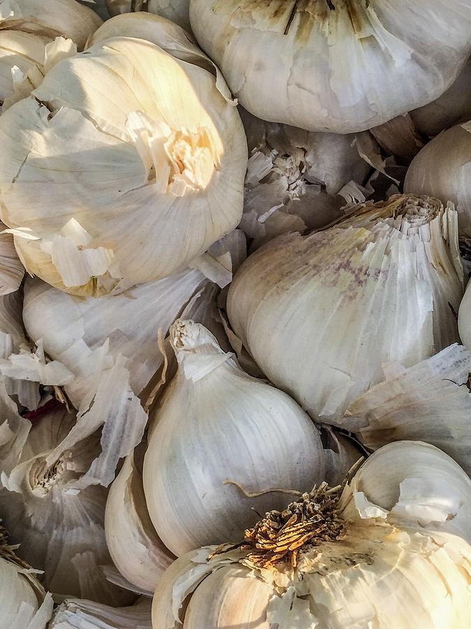 Garlic Photograph
