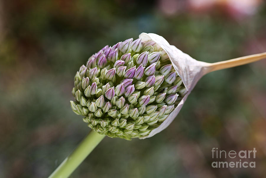 Nature Photograph - Garlic With Its Cap  by Joy Watson