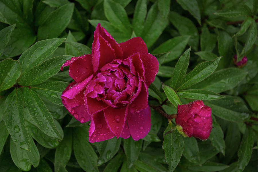 Garnet and Emerald - Jewel Toned Raindrops on Peony Blooms Photograph by Georgia Mizuleva
