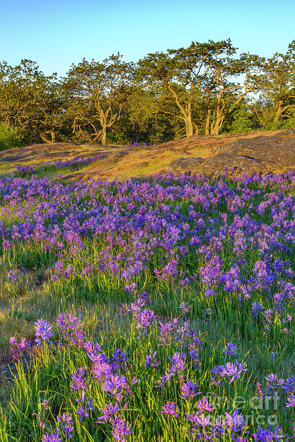 Garry Oak Meadow with Camas Photograph by Michael Wheatley - Pixels