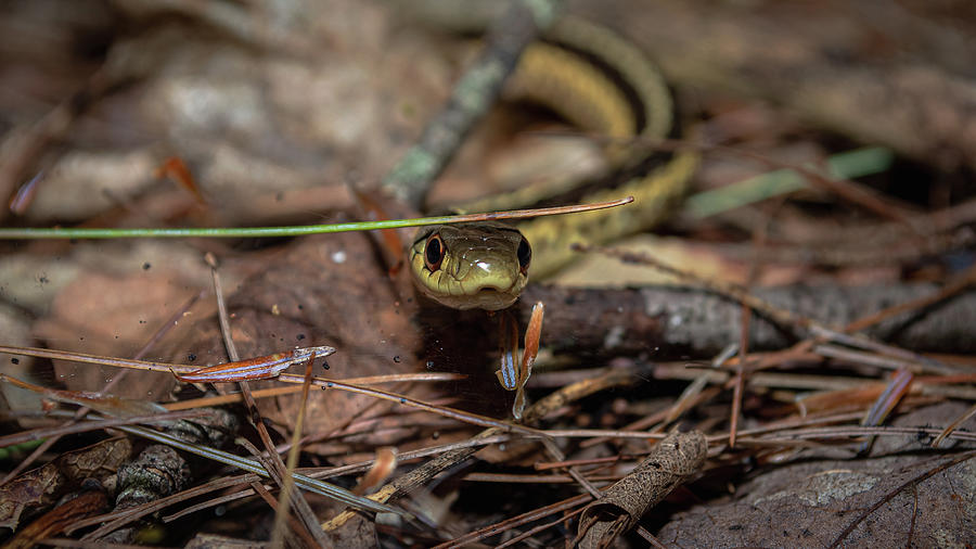 Garter Face to Face Photograph by Mayflower Imaging - Fine Art America