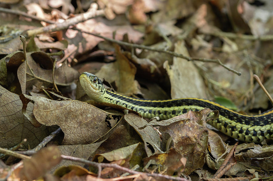 Garter Snake - 5506 Photograph by Jerry Owens - Fine Art America