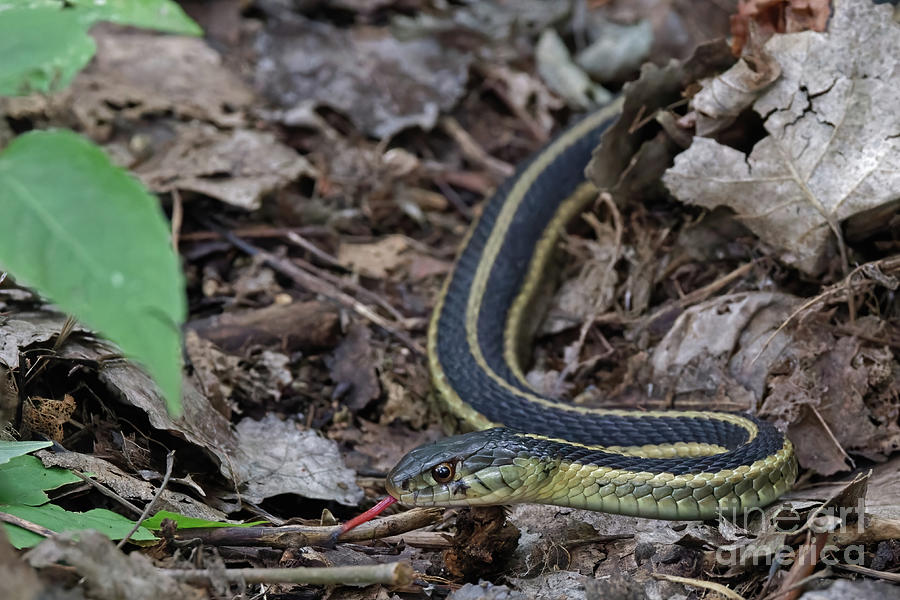 Garter Snake Hunting Photograph by Natural Focal Point Photography