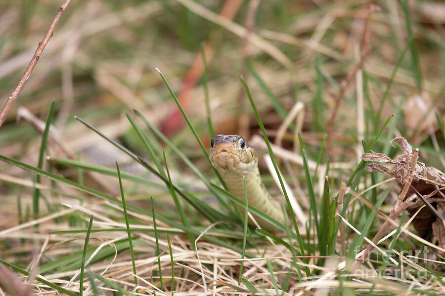 Garter Snake in the Grass Photograph by Jeannette Hunt