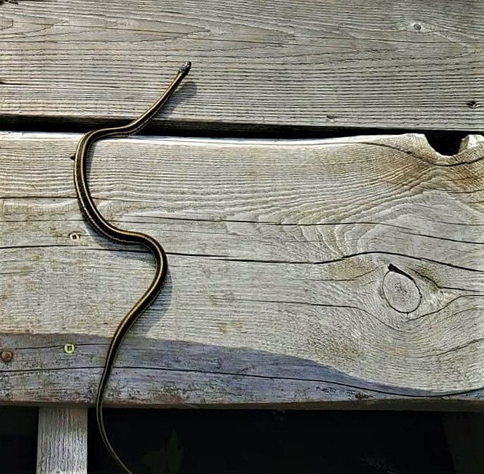 Garter Snake Photograph by Kathleen Voort