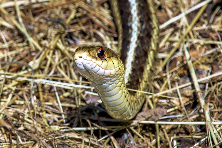 Garter Snake Raising Its Head Photograph By Chester Wiker Fine Art