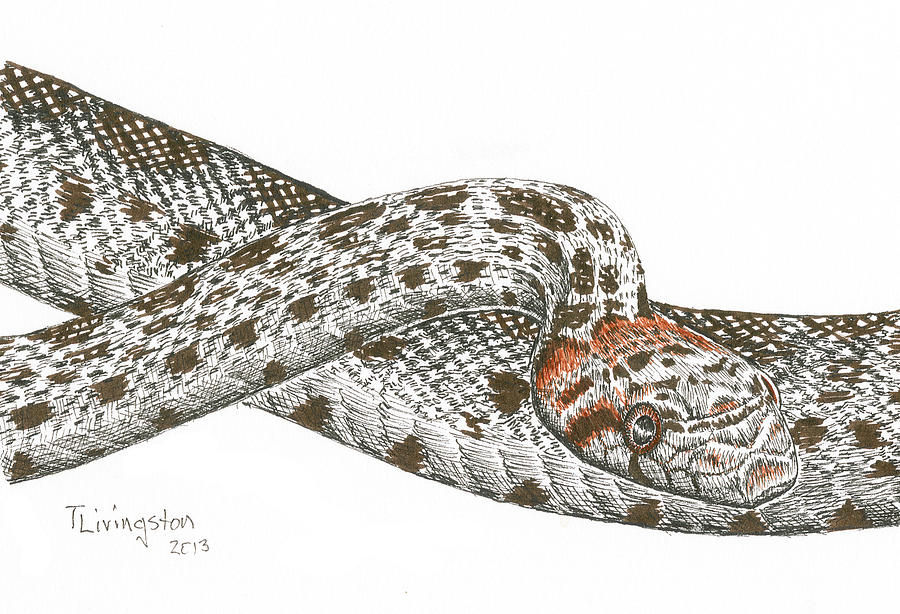 Garter Snake Drawing by Timothy Livingston