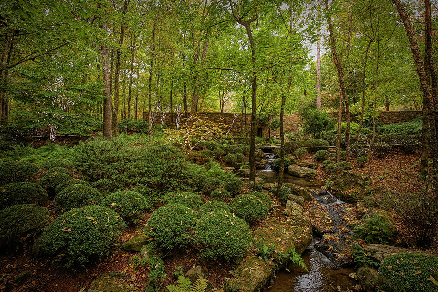 Garvan Woodlands Photograph by Judy Vincent