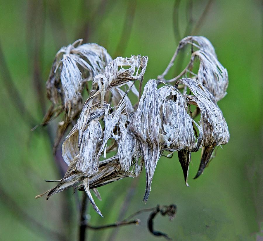 Gastly Flower Remains Photograph by Douglas Barnett - Fine Art America