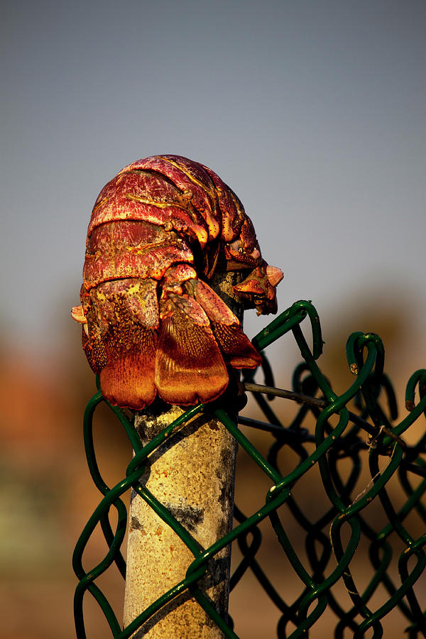 Gate Keeper by Maria Reverberi Gate Keeper by Maria Reverberi