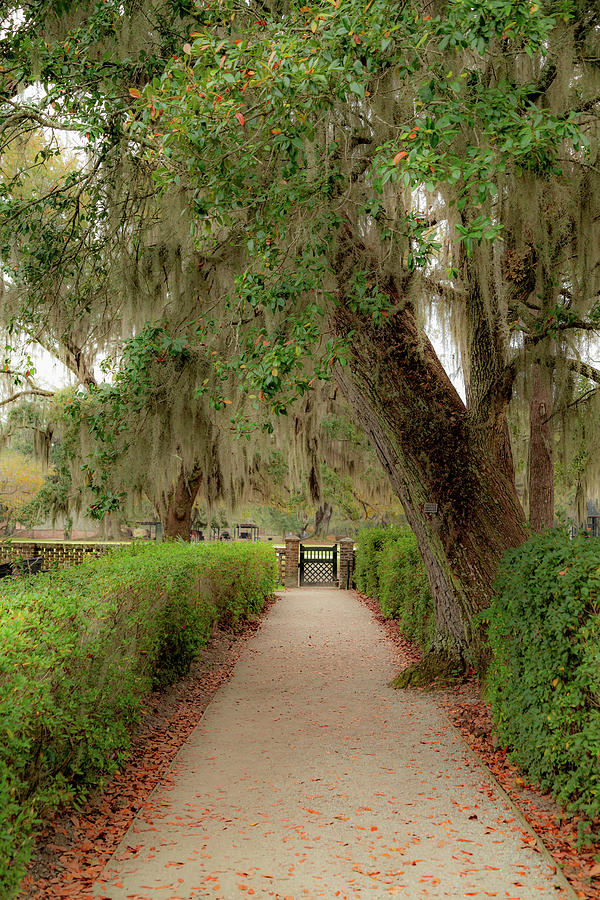Gated Entrance at Middleton Place Plantation Photograph by Cindy Robinson