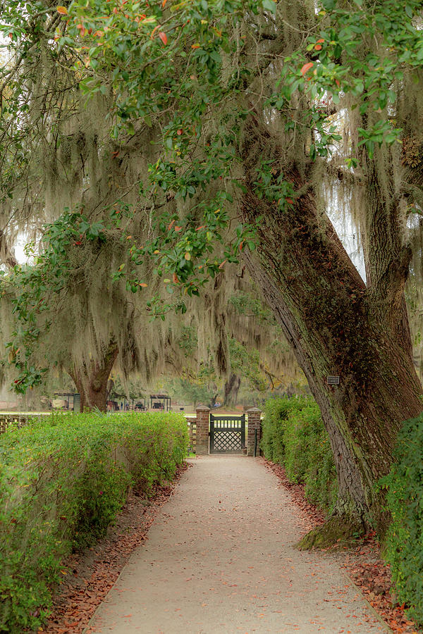 Gated Entrance to Middleton Place Plantation 2 Photograph by Cindy Robinson