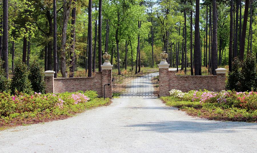Gated Road In The Woods Photograph by Cynthia Guinn