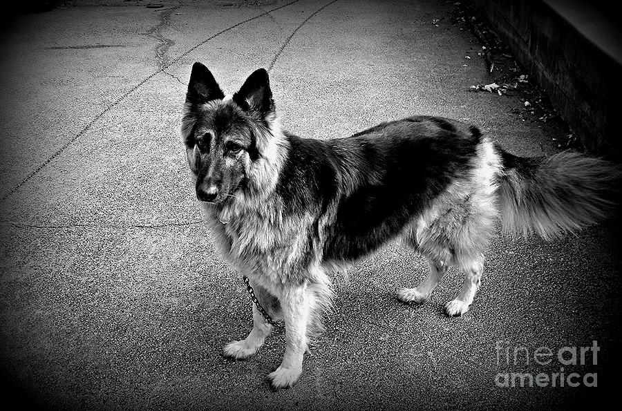 Gatekeeper - King Shepherd Dog Photograph