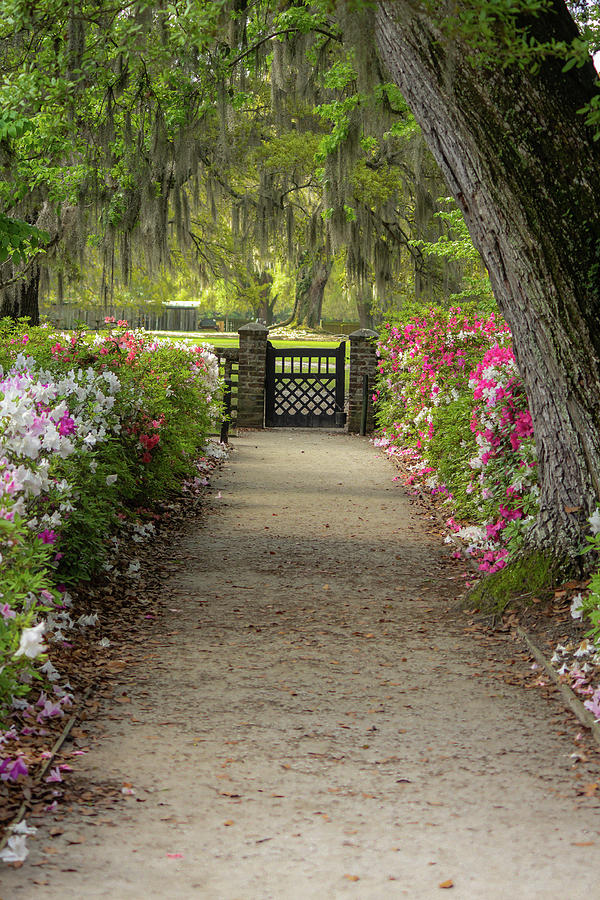 Gateway with Spring Flowers Photograph by Cindy Robinson