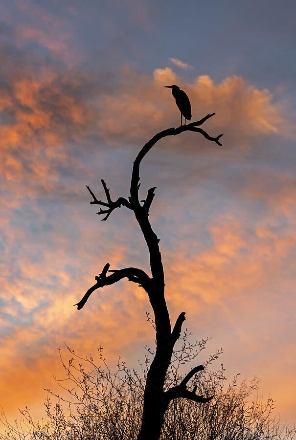 Bird Photograph - Greeting Sunrise by Sue Cullumber