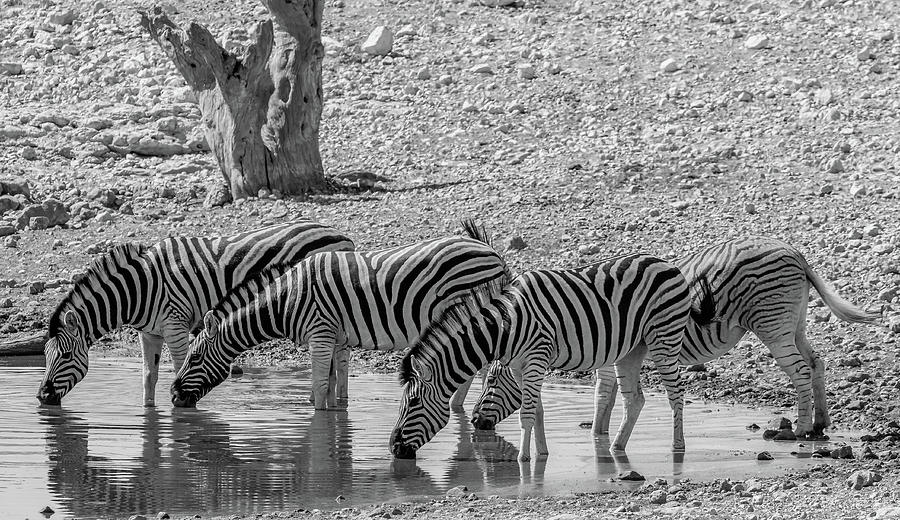 Gathering at the Waterhole Photograph by Gary Hall