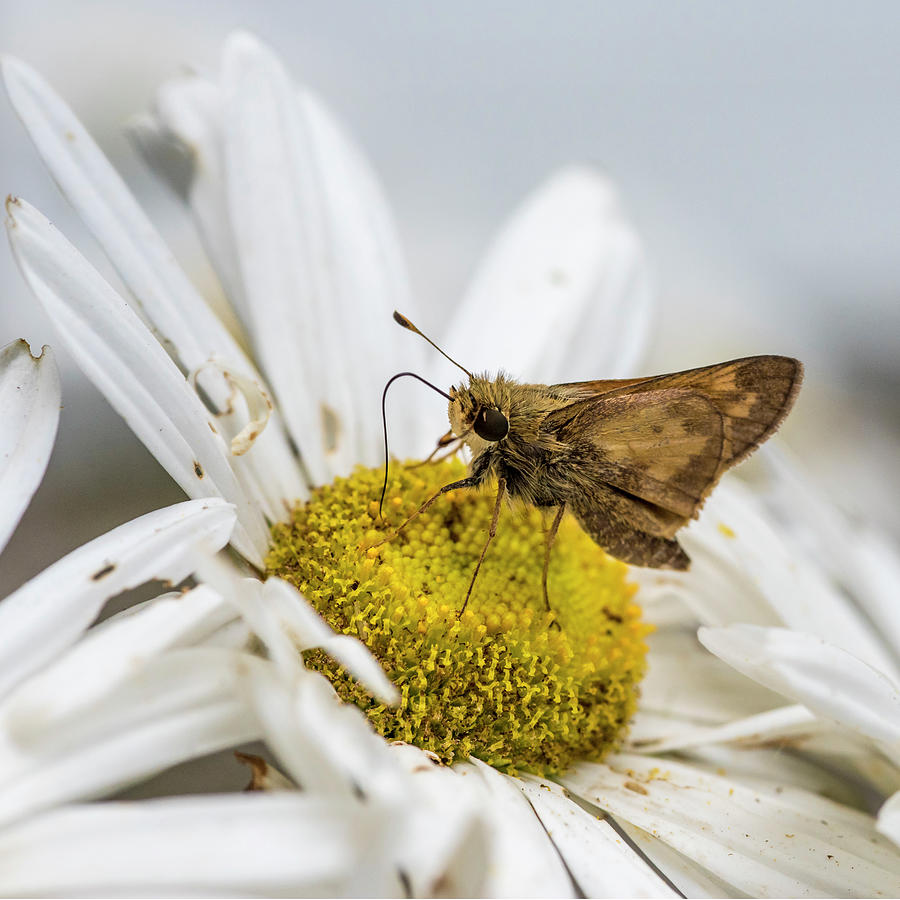 Gathering Nectar Photograph by Cathy Kovarik