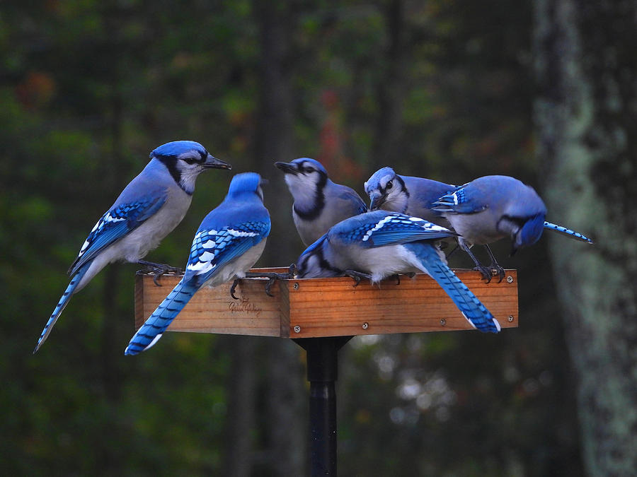 Gathering Of Blue Jays Photograph by Living Color Photography Lorraine Lynch