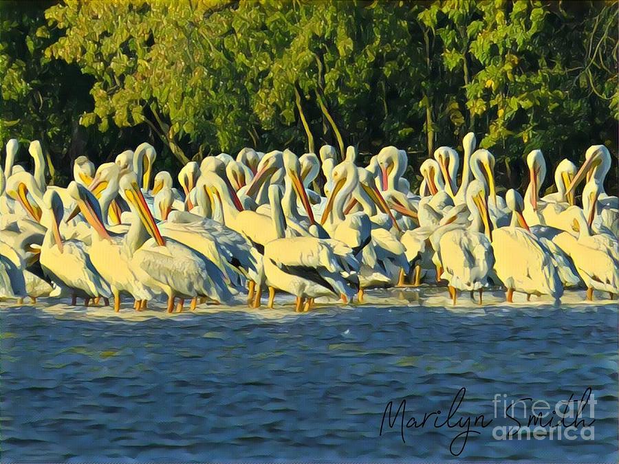 Gathering of Pelicans Painting by Marilyn Smith
