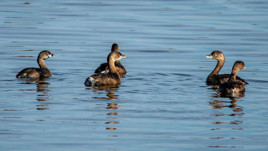 Gathering of Pied Billed Grebes. Photograph by Bradford Martin