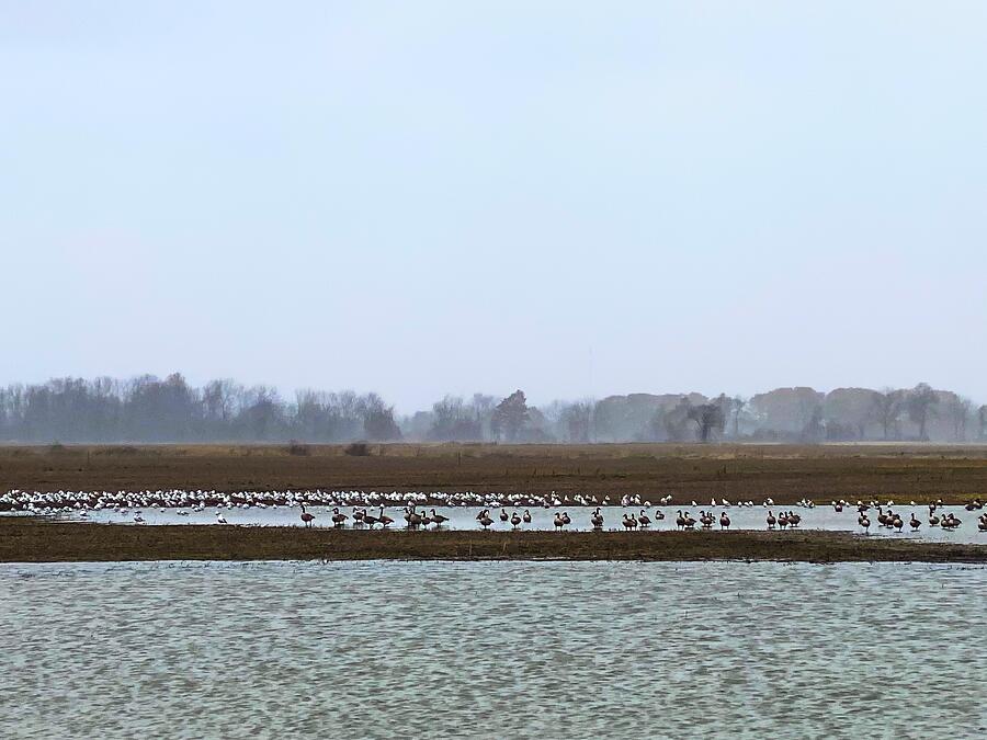 Gathering Storm Avian Respite on a Gloomy Day Photograph by Travel Essayist Gathering Storm Avian Respite on a Gloomy Day Photograph by Travel Essayist