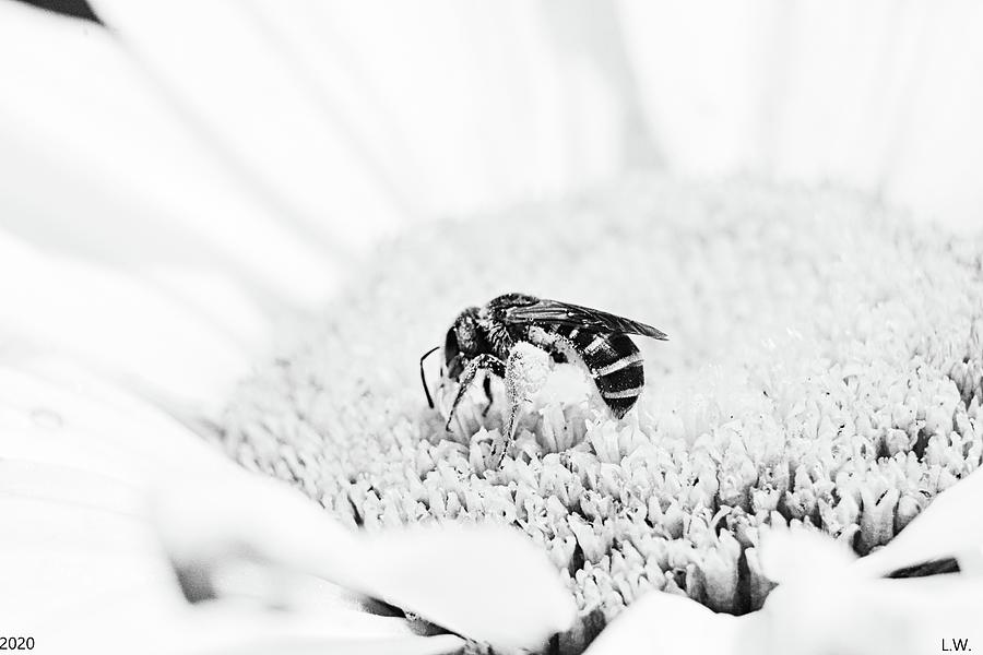 Gathering The Pollen Black And White Photograph by Lisa Wooten