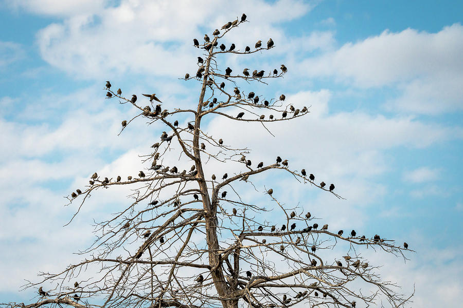 Gathering Tree For The Birds Photograph by Debra Martz